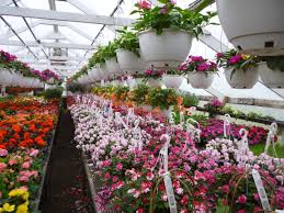 beckers garden center hanging baskets